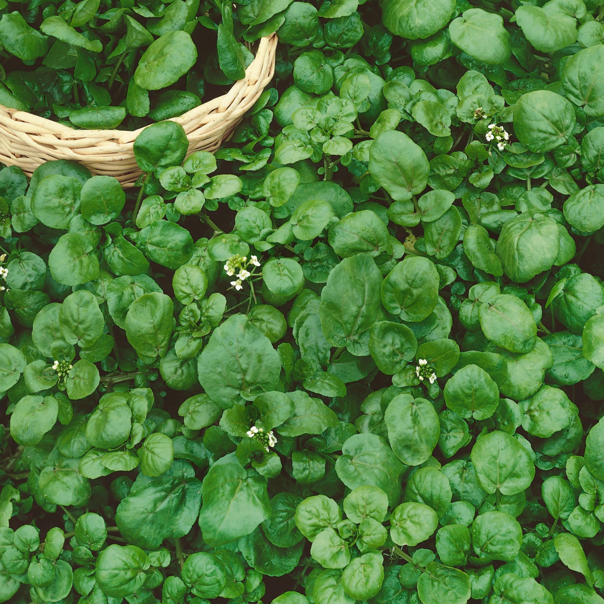 Organic Watercress Seeds for Planting - 4 Oz Bulk ~88,000 Seeds - True Organic Watercress Herb Seed